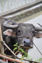 Water buffalo.